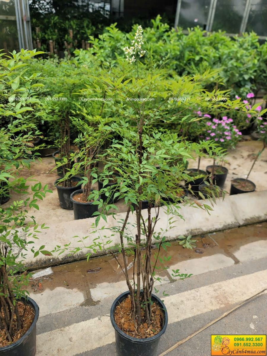 nam thiên trúc có hoa