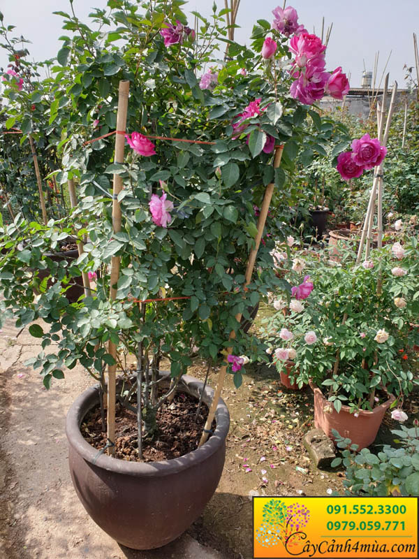 Bán cây hoa hồng sheherazad tại vườn