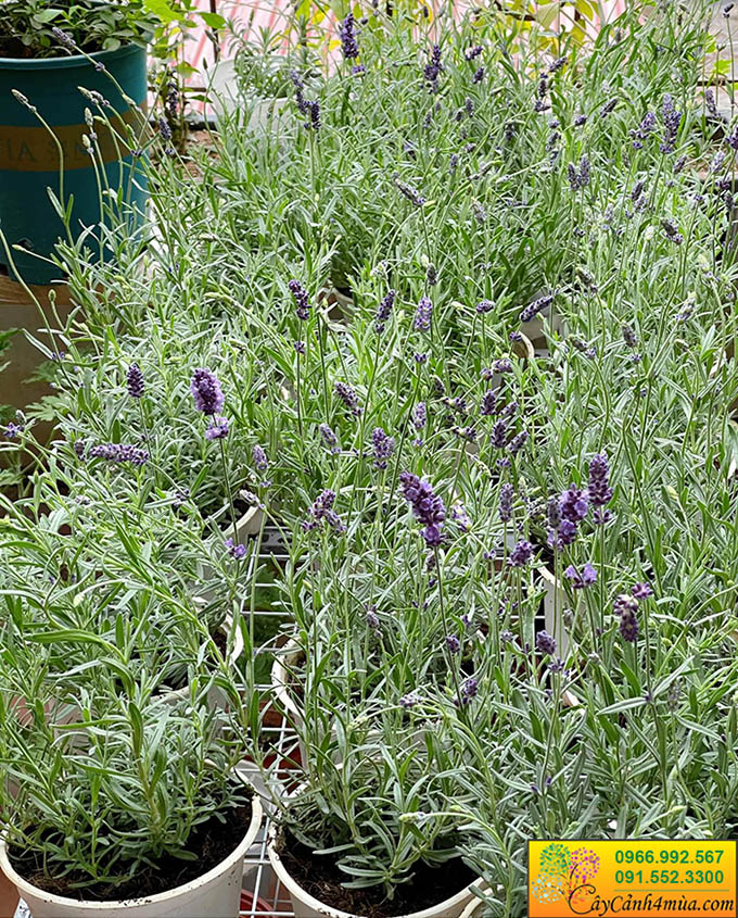 bán cây lavender oải hương hoa thơm