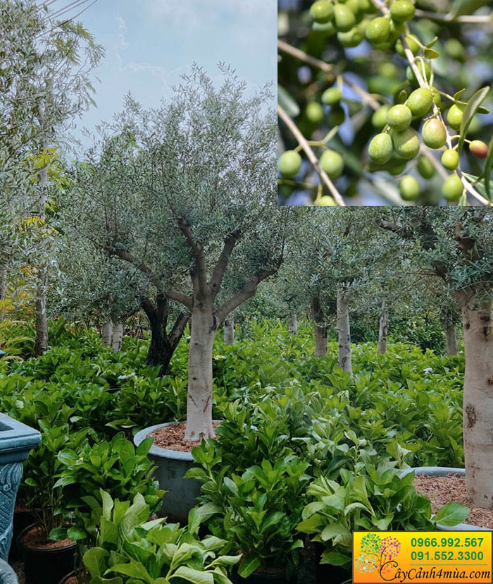 bán cây oliu quả oliu tím