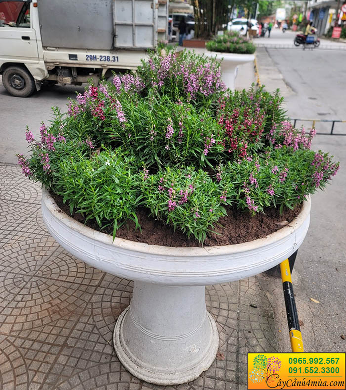 bán cây violet nhật singum đẹp