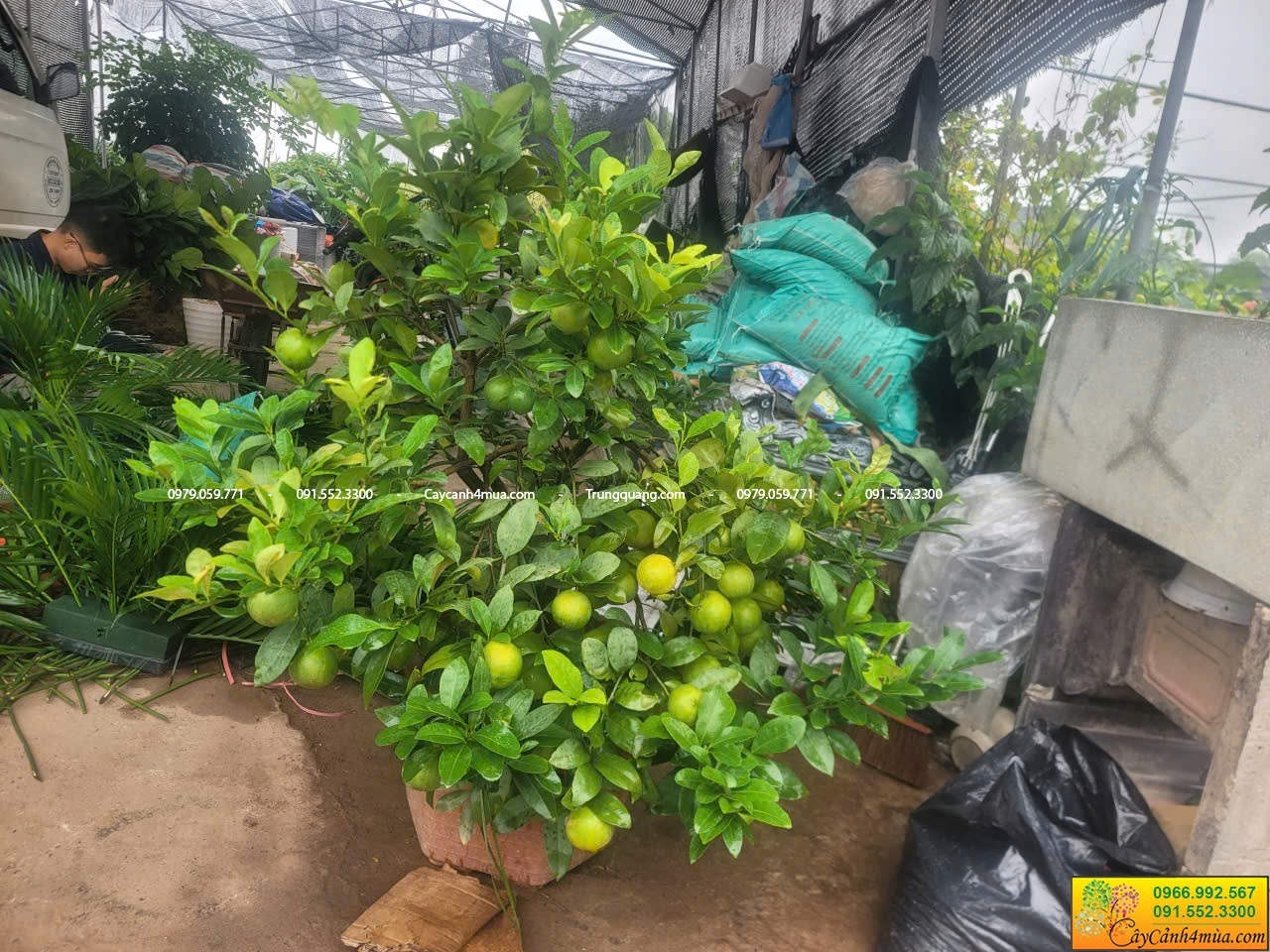 cây chanh ta siêu quả