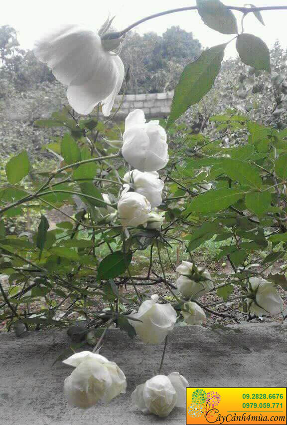 Hoa hồng bạch ho