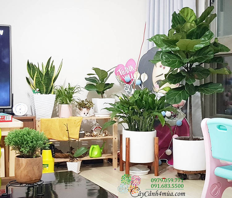 cây bàng singapore phòng chung cư