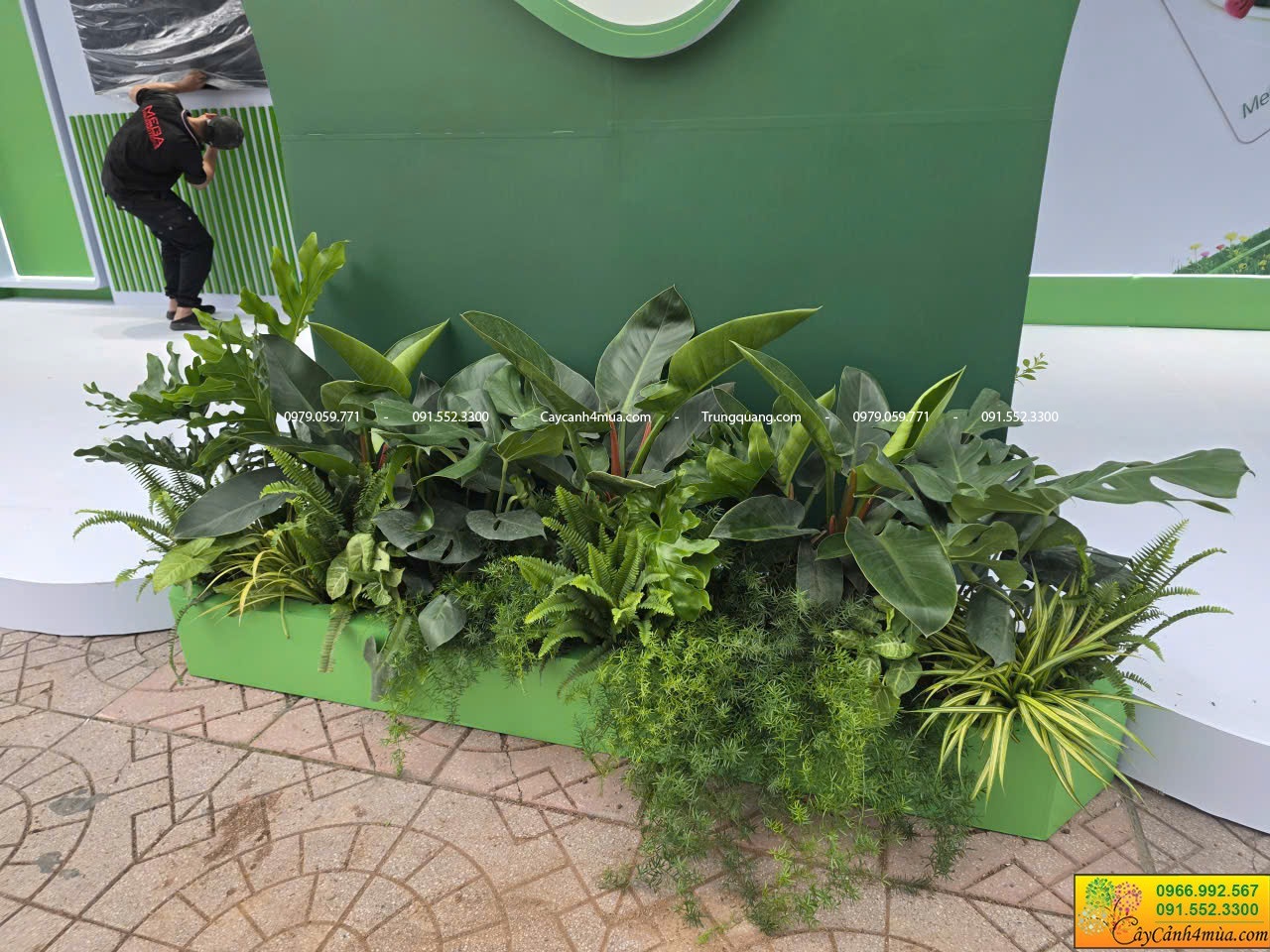 cây cho thuê sự kiện