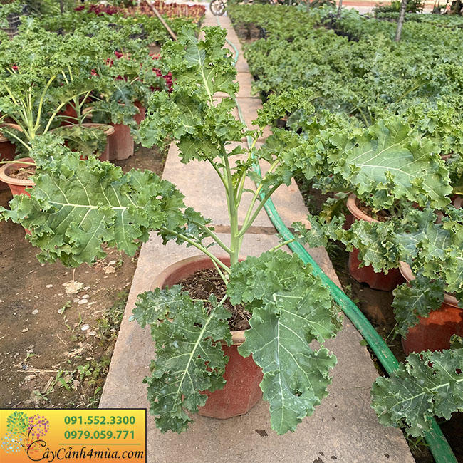 Cách chăm sóc cây cải kale tại vườn 