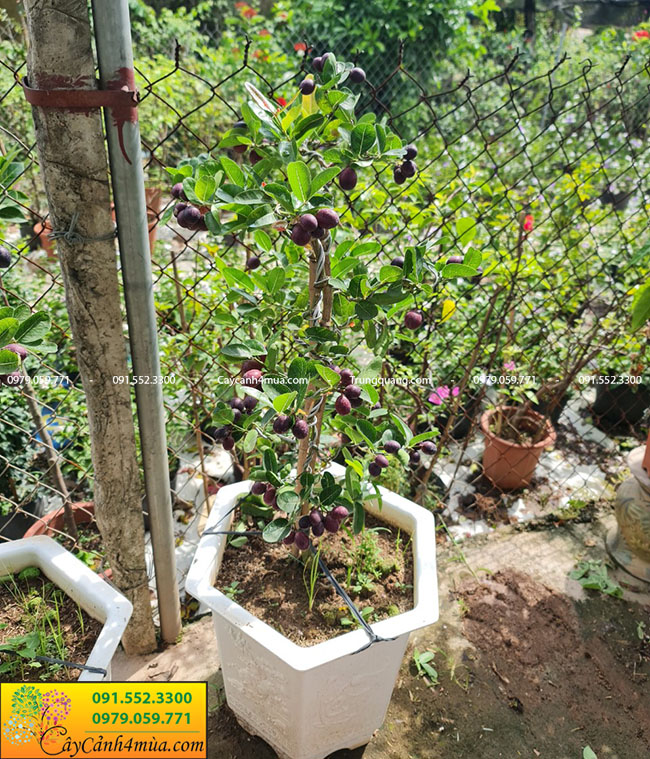Cách trồng và chăm sóc cây siro