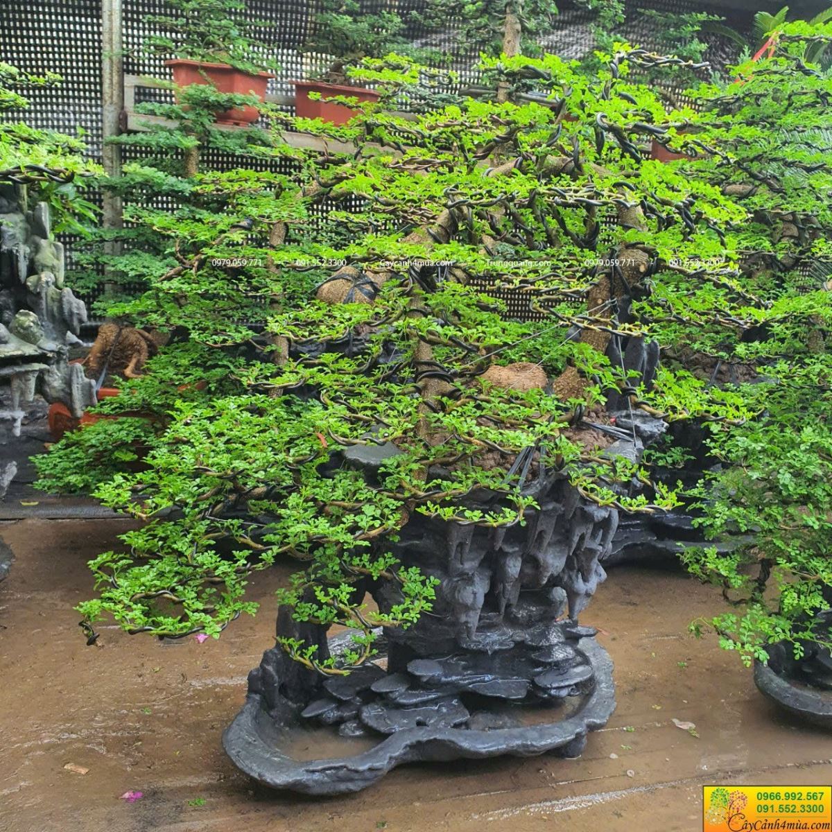 sẵn cần thăng nhiều kích thước