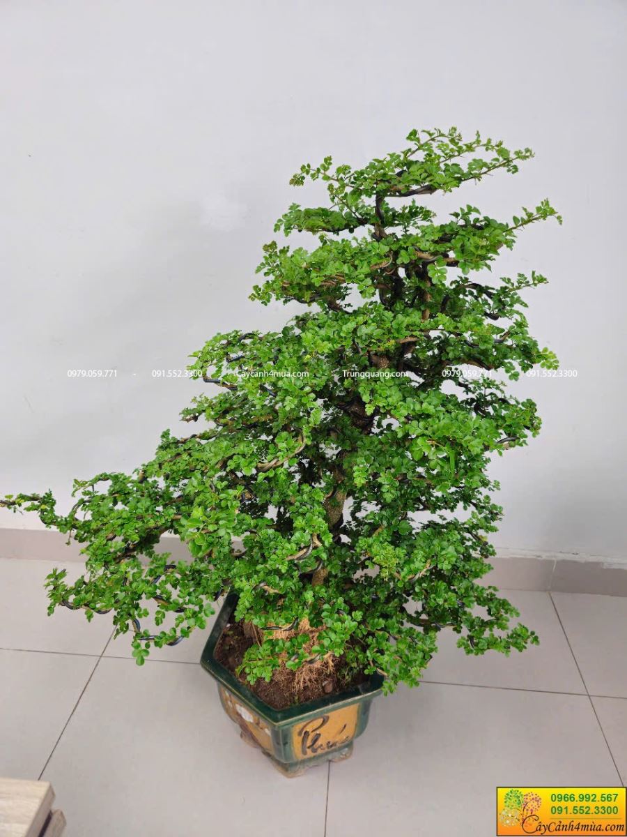 cây cần thăng dáng trực