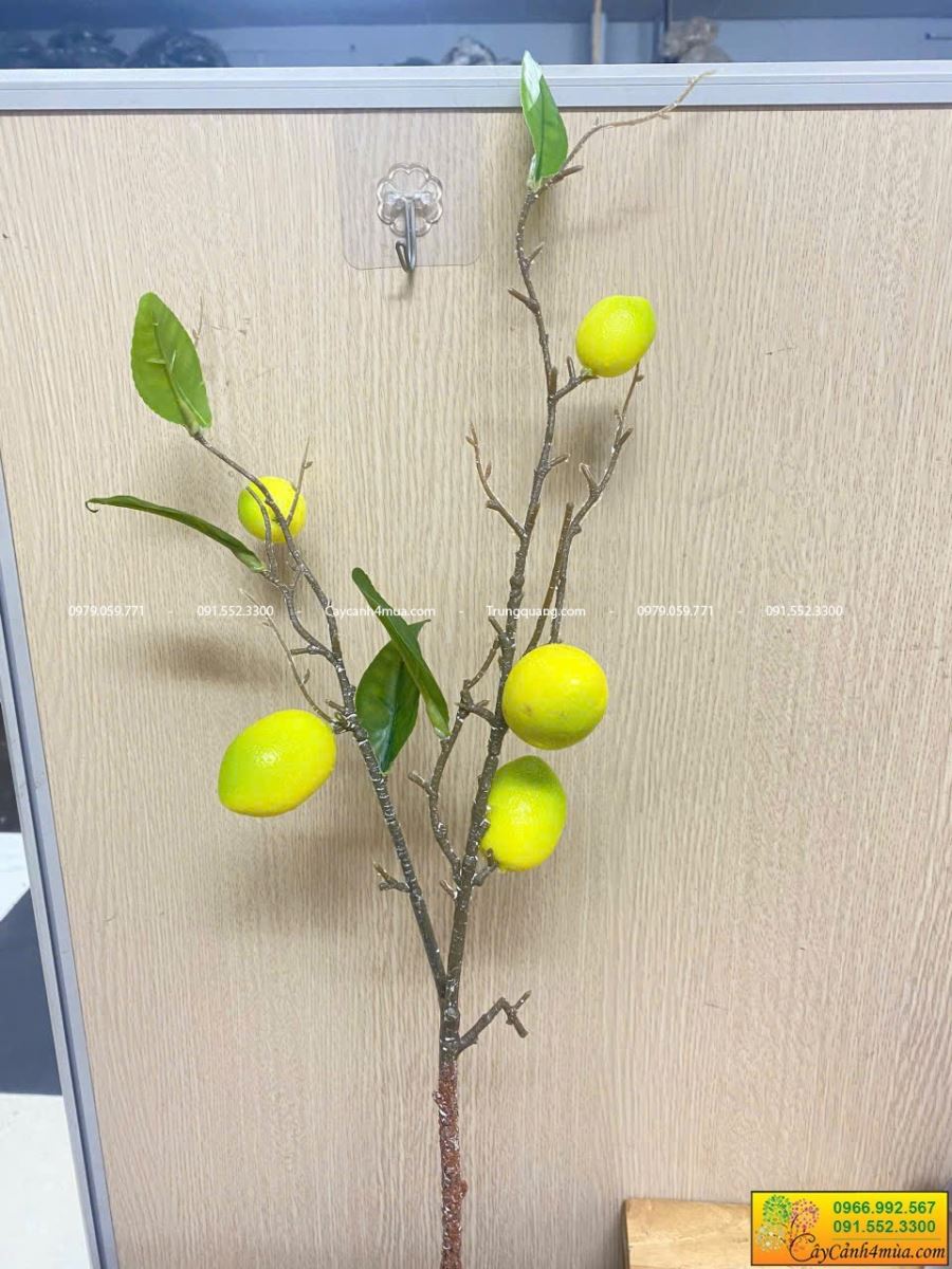 cành chanh vàng 5 quả