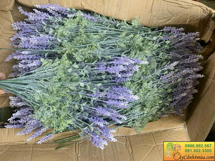 cành lavender giả tím đẹp