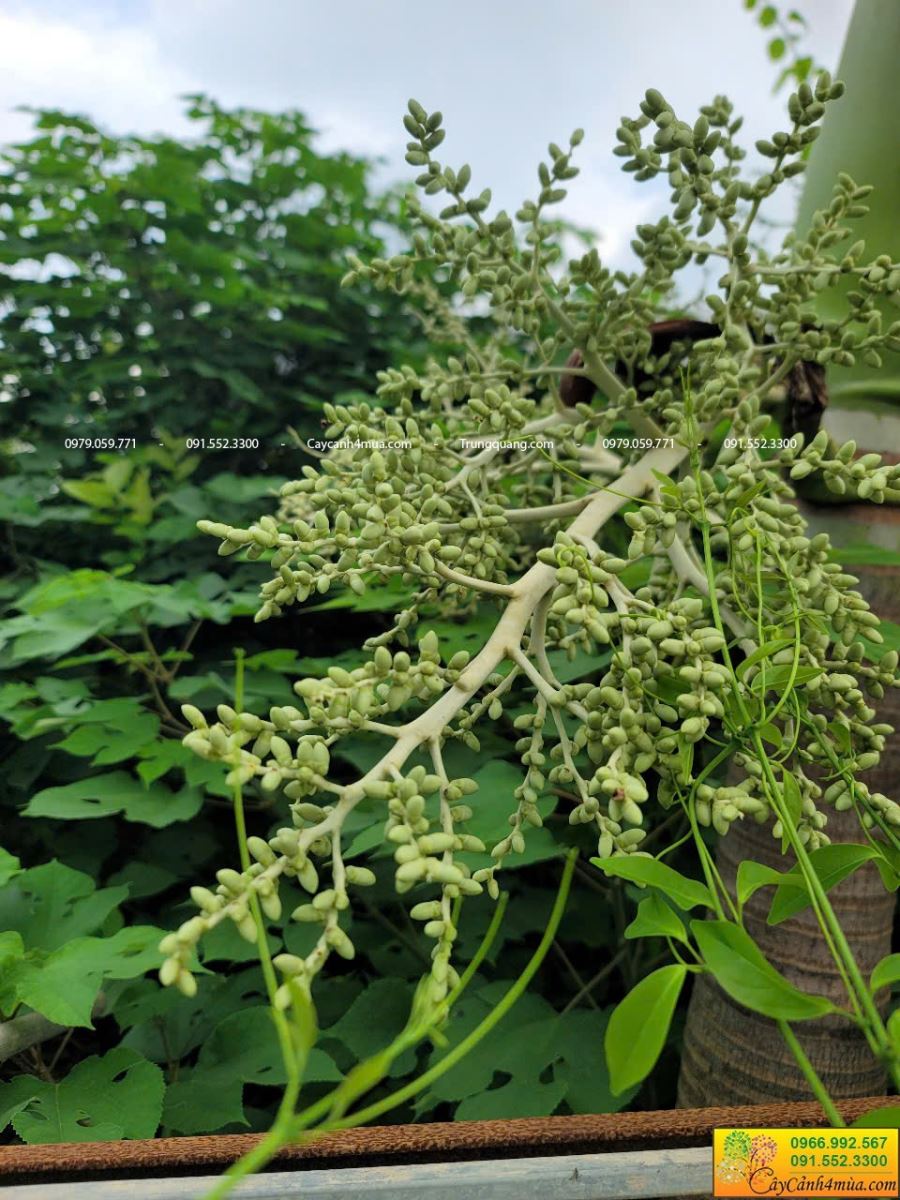 cau quả đỏ còn non