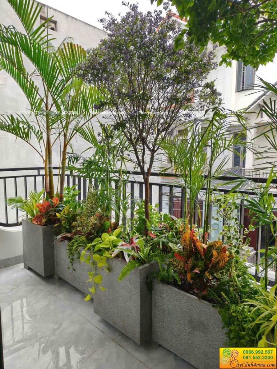 trồng cây ban công hướng tây