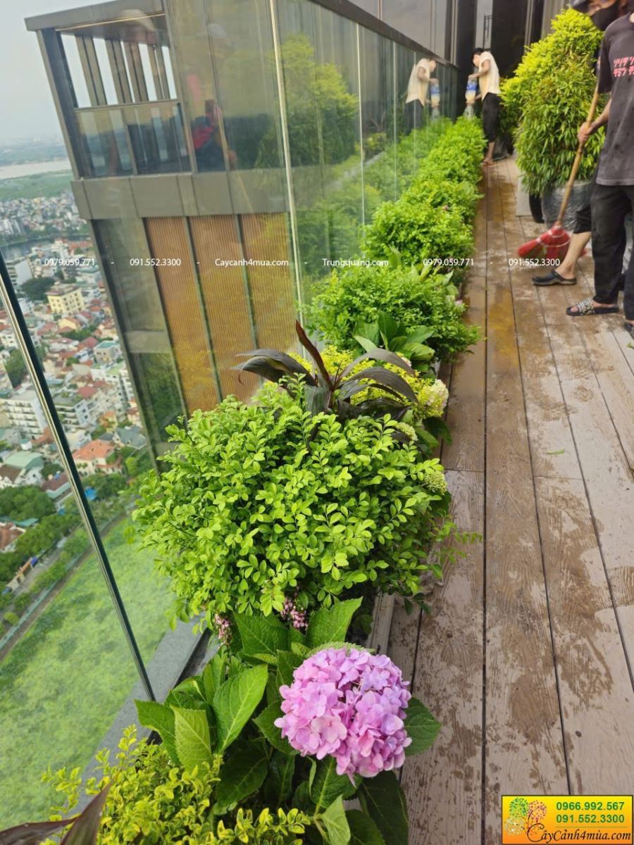 hồng lộc trồng ban công