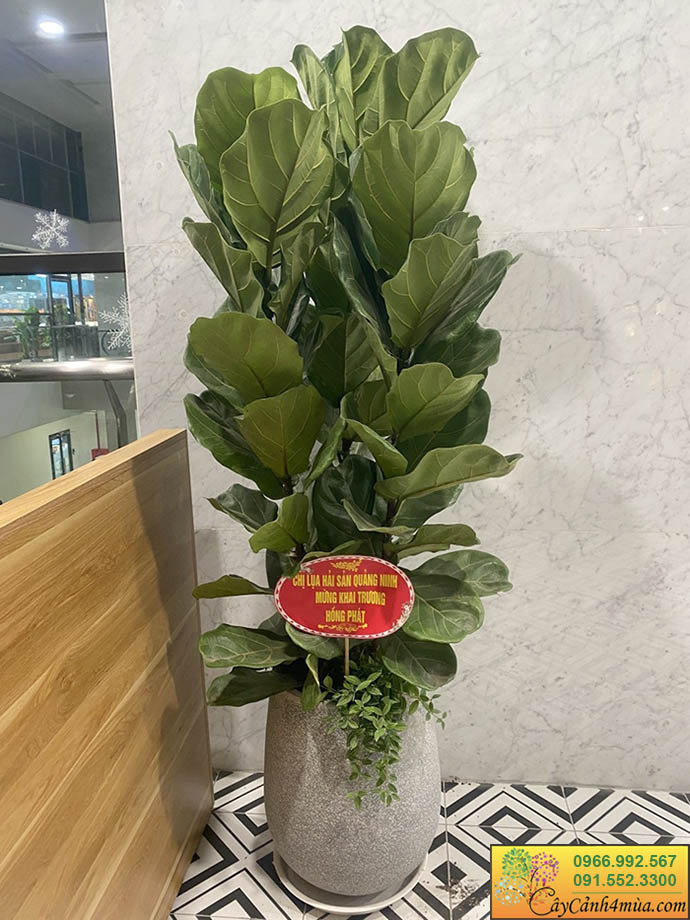 cây bàng singapo tặng quán cafe nhà hàng