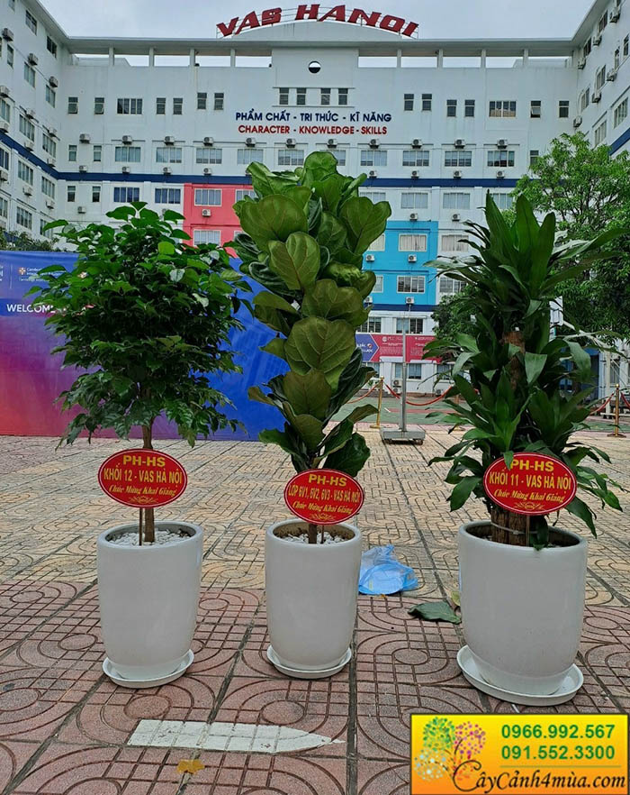 cây bàng singapo thiết mộc lan tặng khai trương
