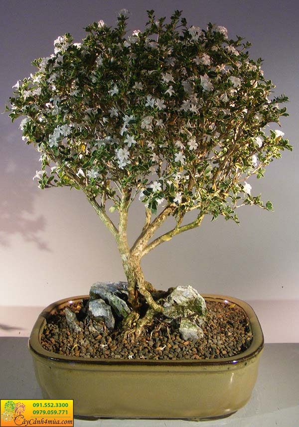 cây bỏng nẻ lâu năm uốn thành cây bonsai