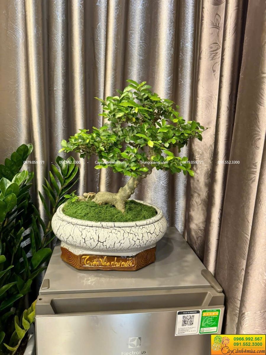 Cây bonsai mini