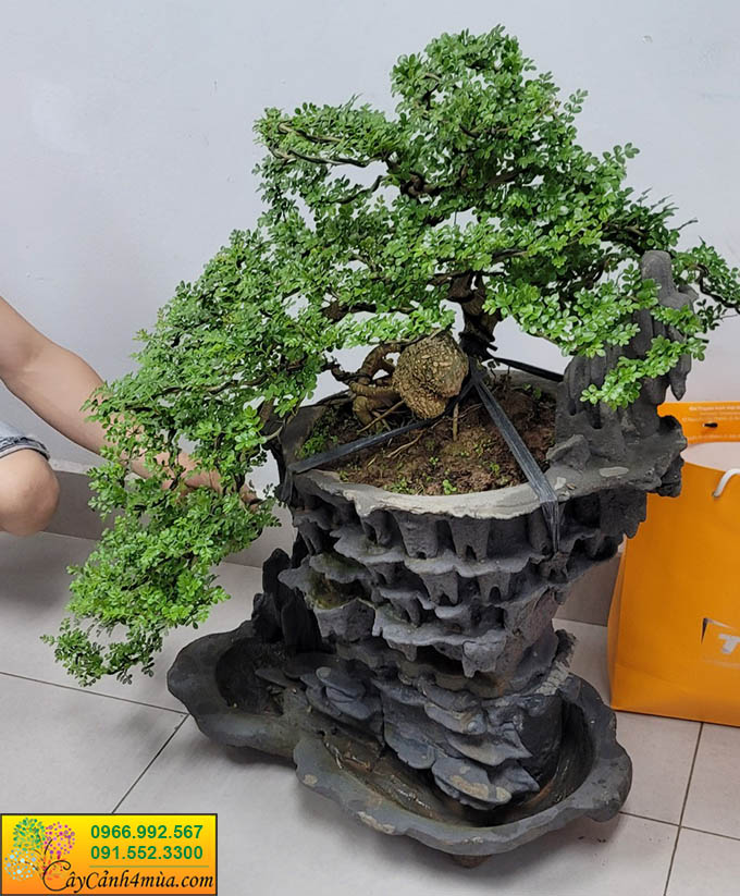 cây cần thăng bonsai trồng ang đá