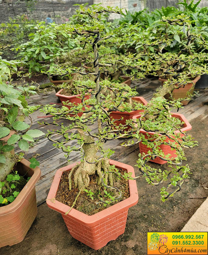 cây cần thăng bonsai đẹp Hà Nội