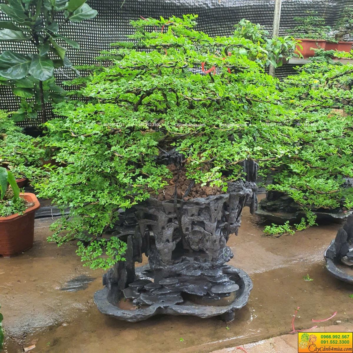 cần thăng bonsai