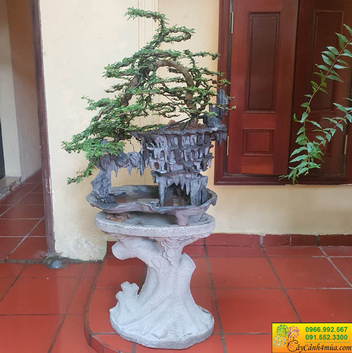 cây cần thăng gửi đá bonsai đẹp