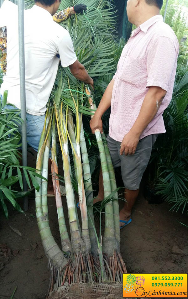 Cây Cau Lụa cao 3m