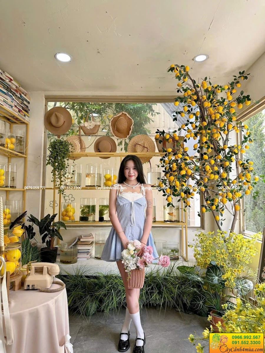 cành chanh vàng giả làm cây chanh vàng giả