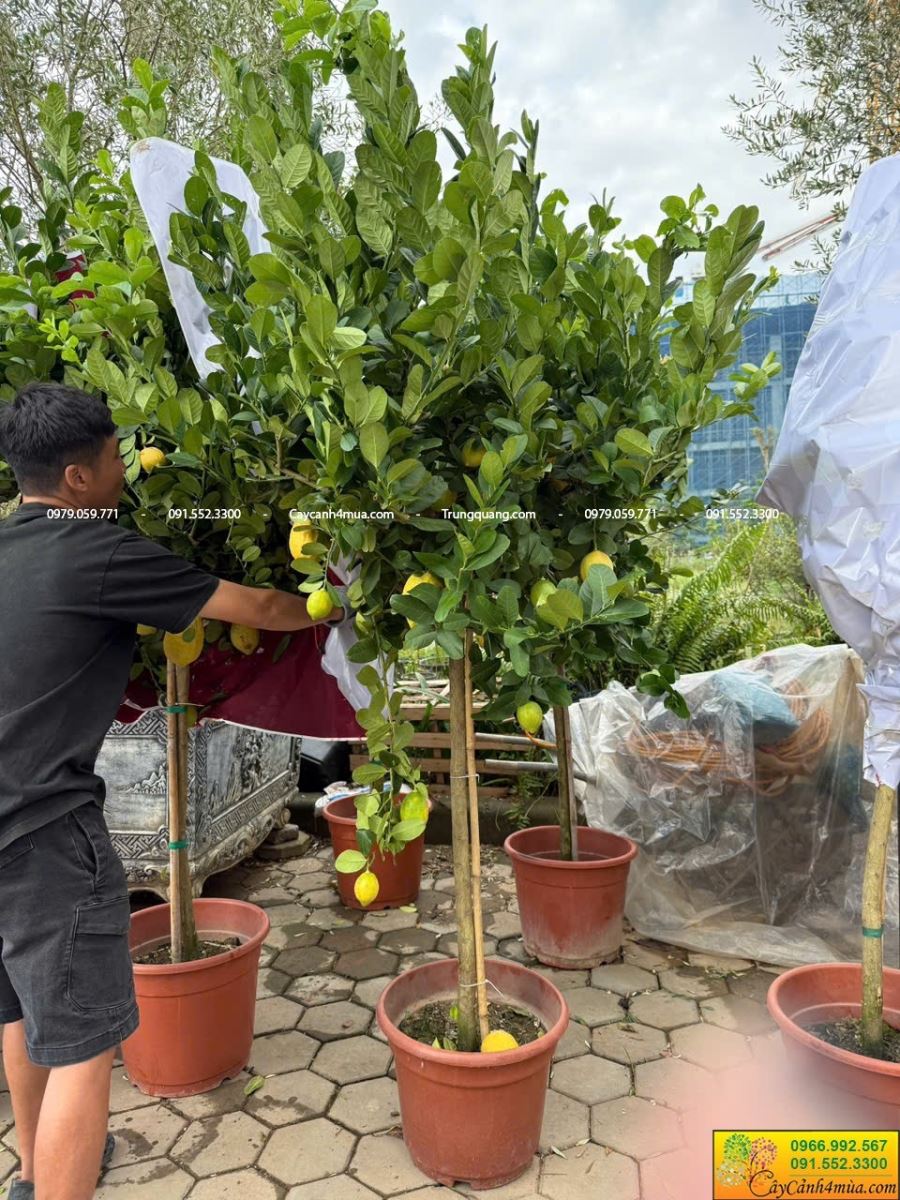 chanh vàng mỹ dáng tree