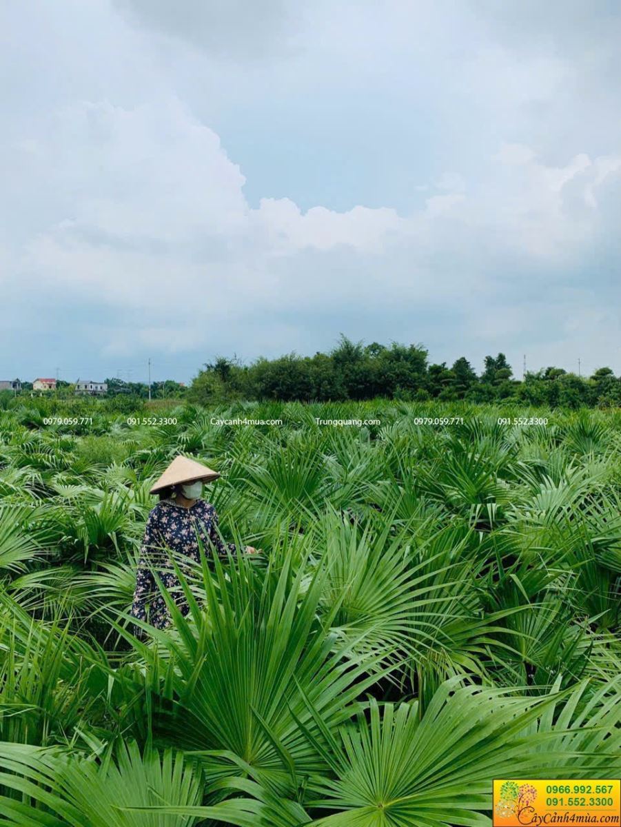 cây cọ ta trồng tại ruộng