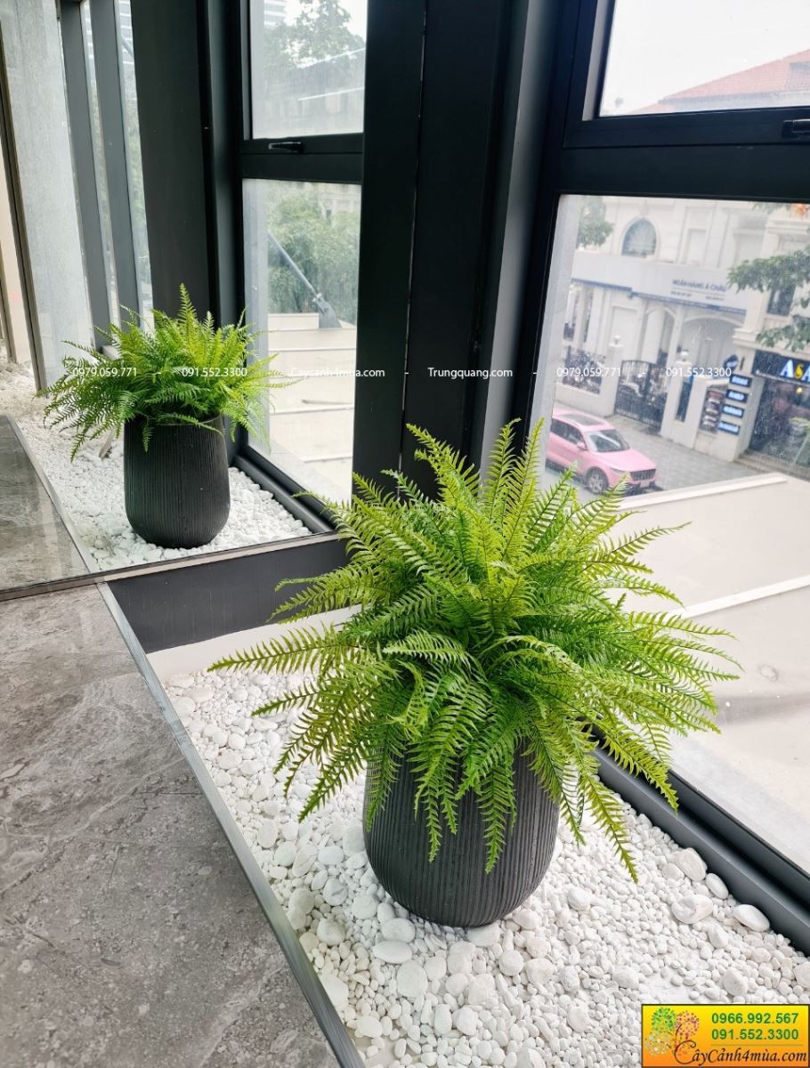 chậu dương xỉ giả 