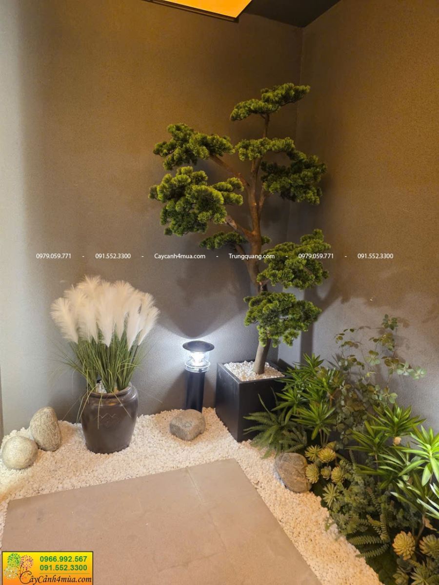 tùng la hán cao 1m8 và cây bụi