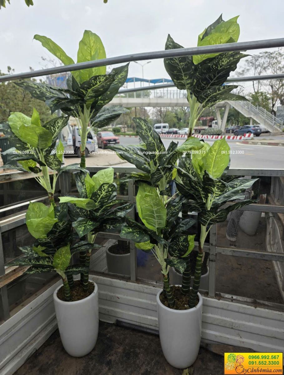 cây ngân hà giả