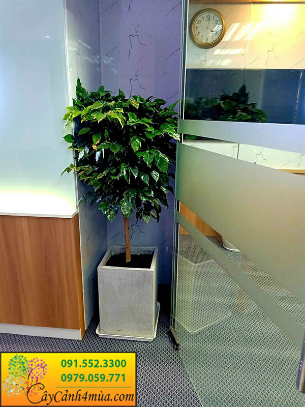 cây hạnh phúc trồng trong văn phòng