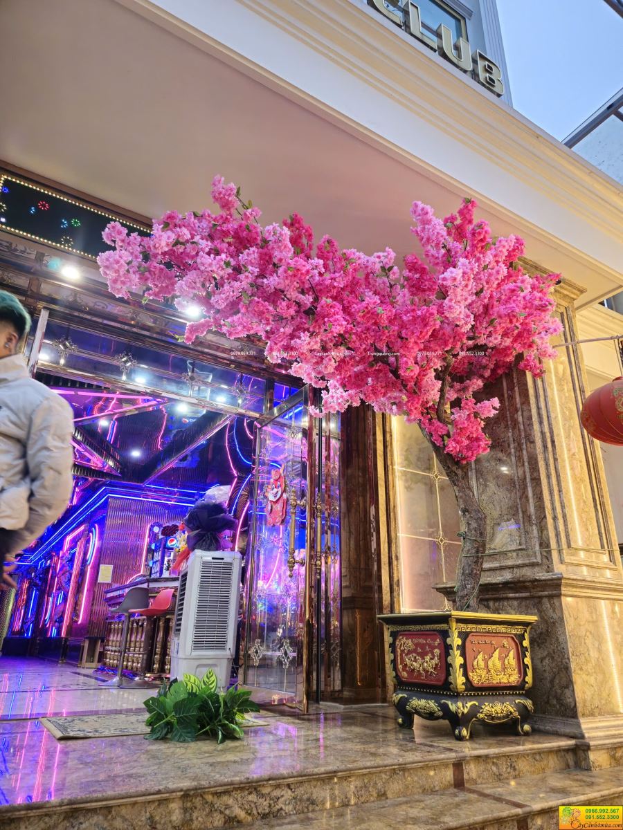 anh đào dáng huyền giá 9tr5