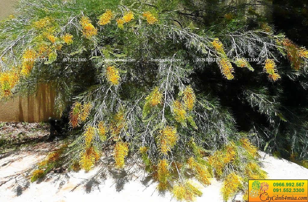 cây Grevillea juniperina – cây cánh phượng