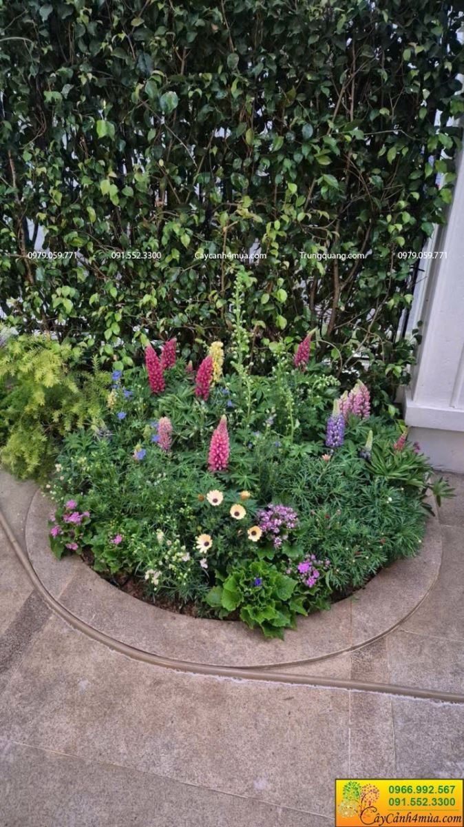 cây hoa đậu Lupin