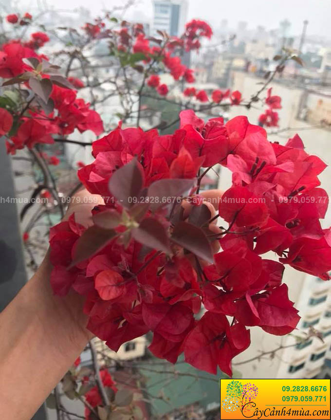 cây hoa giấy màu đỏ