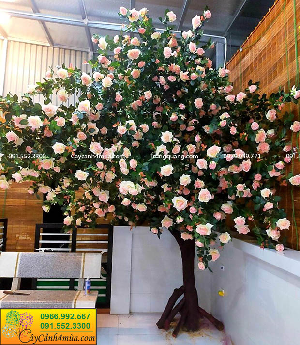 cây hoa hồng lụa đẹp Hà Nội