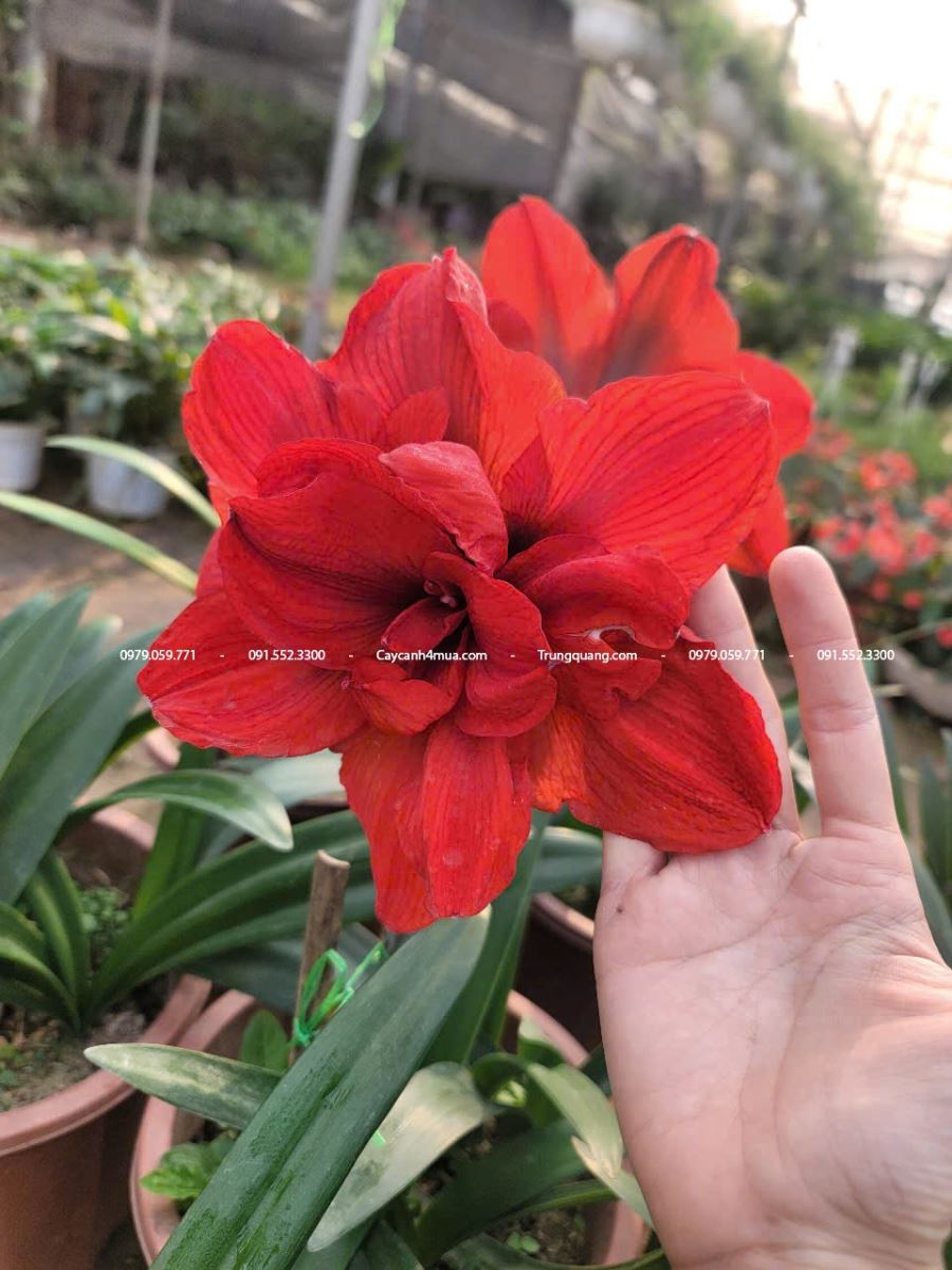 hoa huệ tây cánh kép
