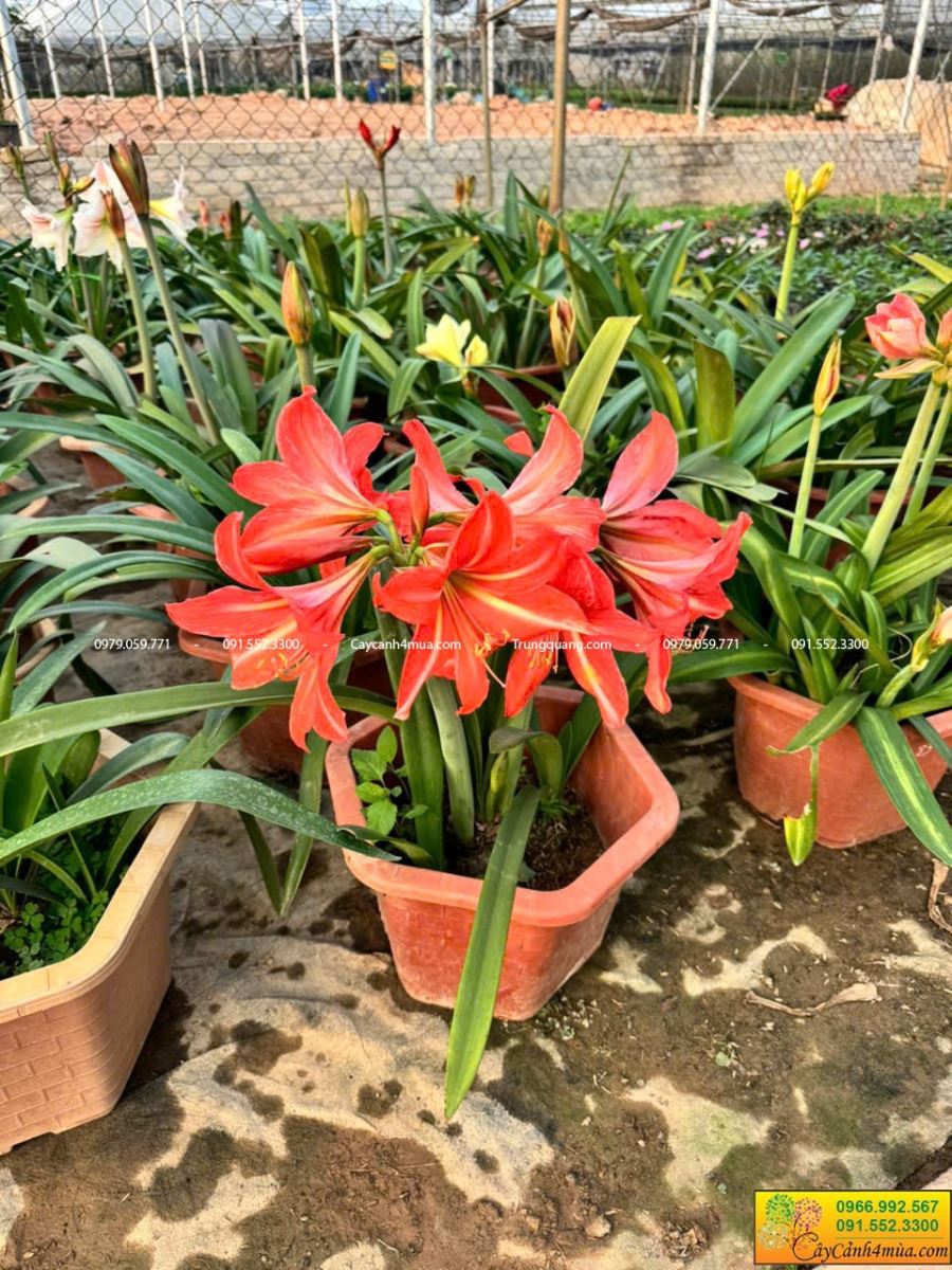 hoa lan huệ tây màu cam