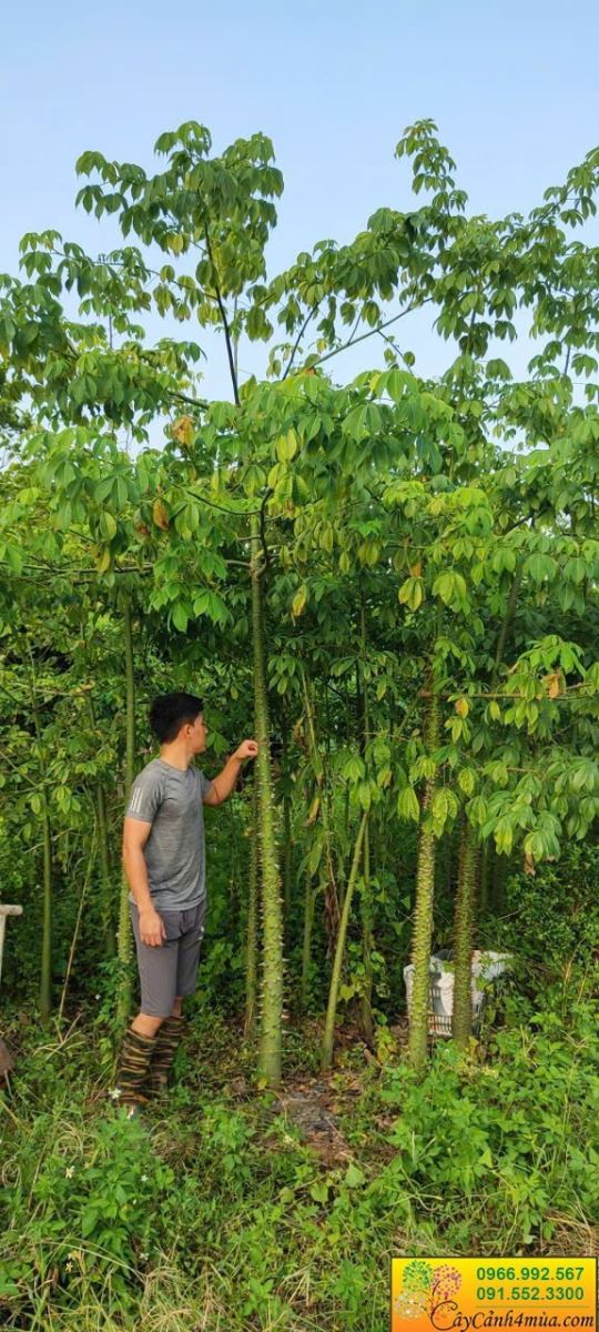 cây hoa mỹ nhân thân nhiều gai