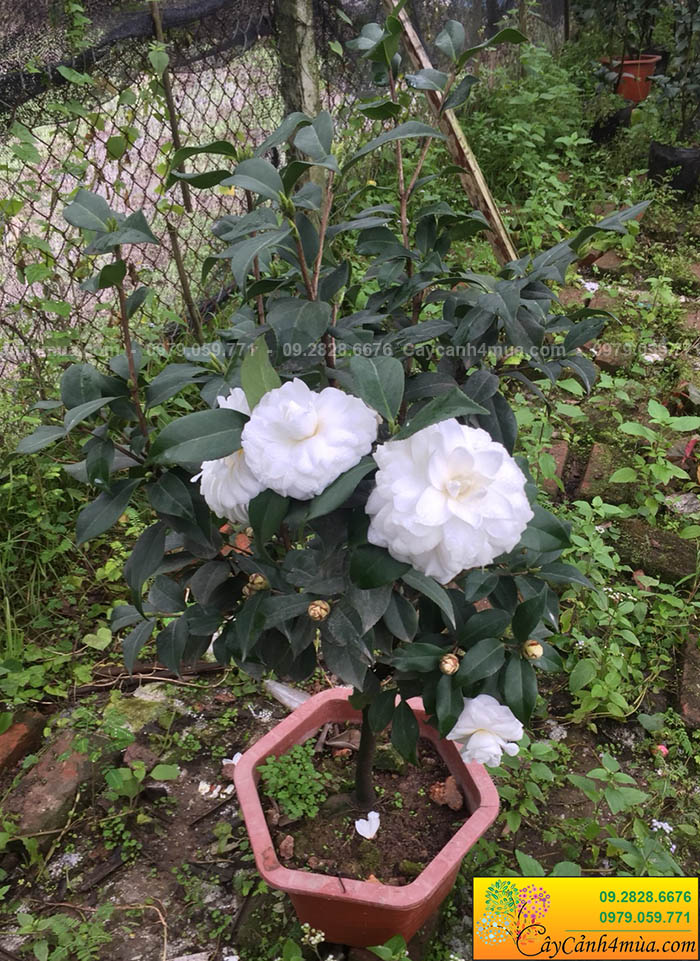 cây hoa trà bạch trắng