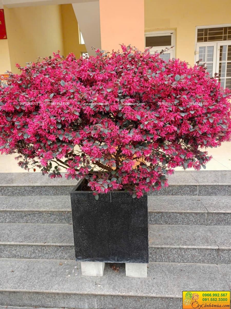 cây hồng pụng hoa quanh năm