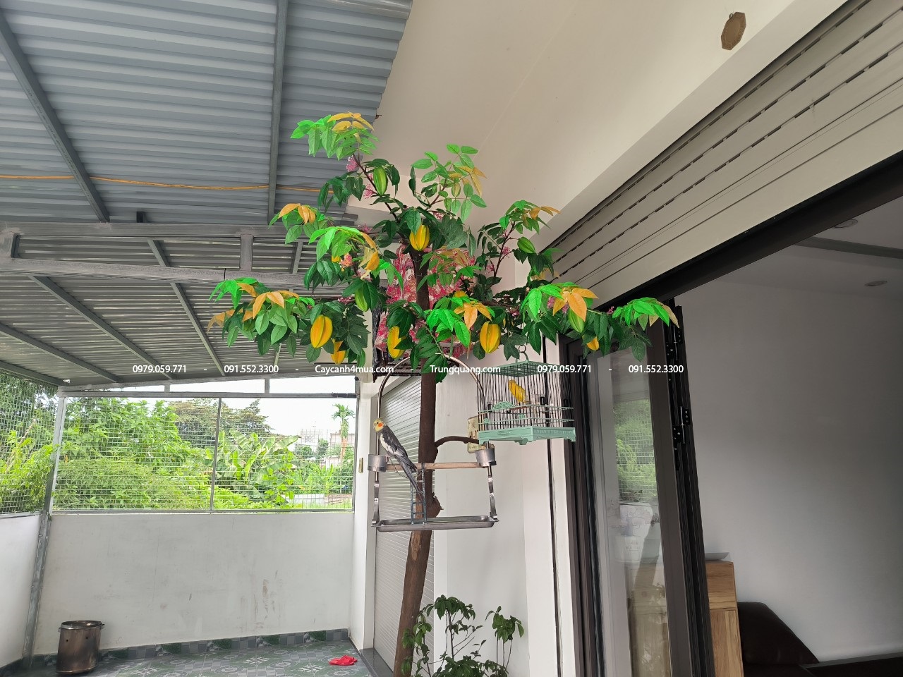 cây khế khách mua cành về tự decor