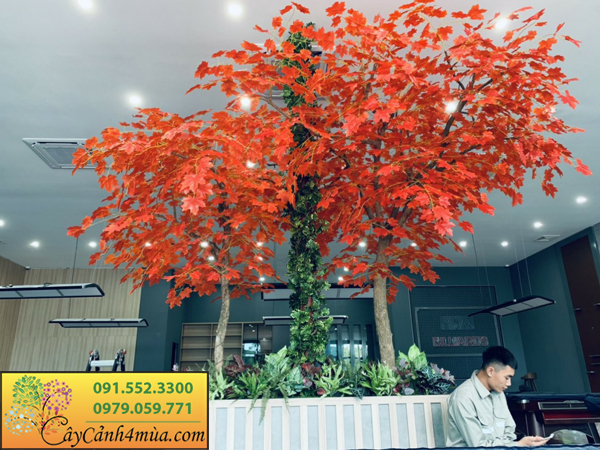 Hình ảnh cây phong đỏ lá giả tại Hà Nội