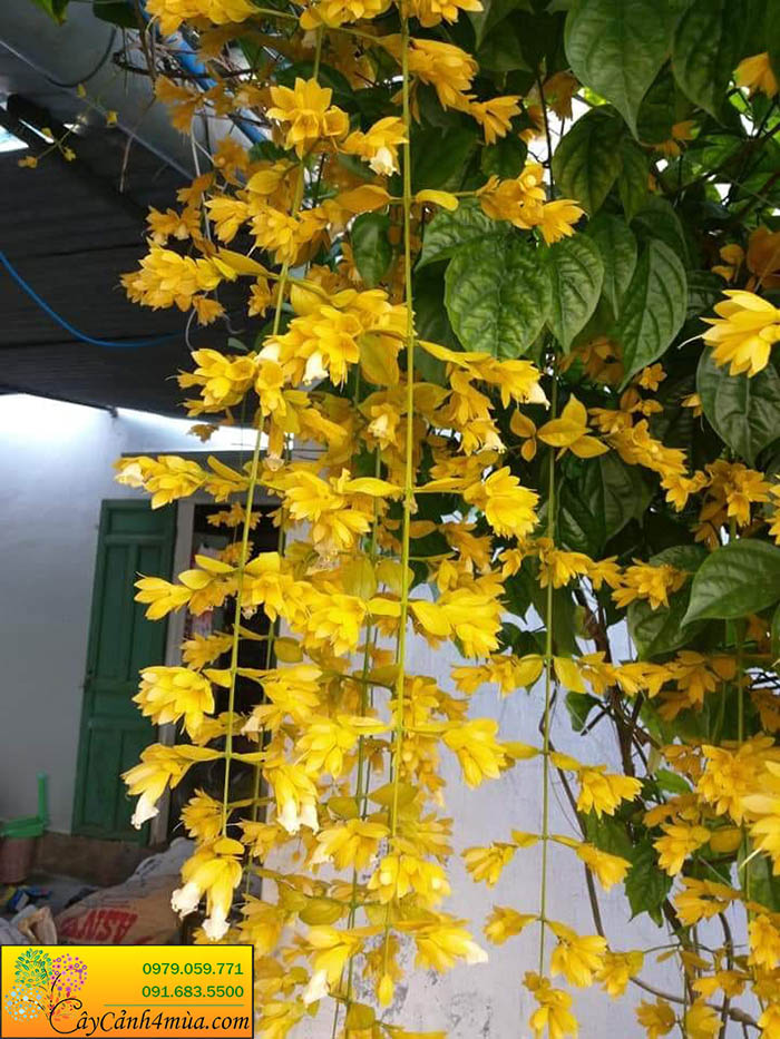 Cây lan hoàng dương hoa vàng