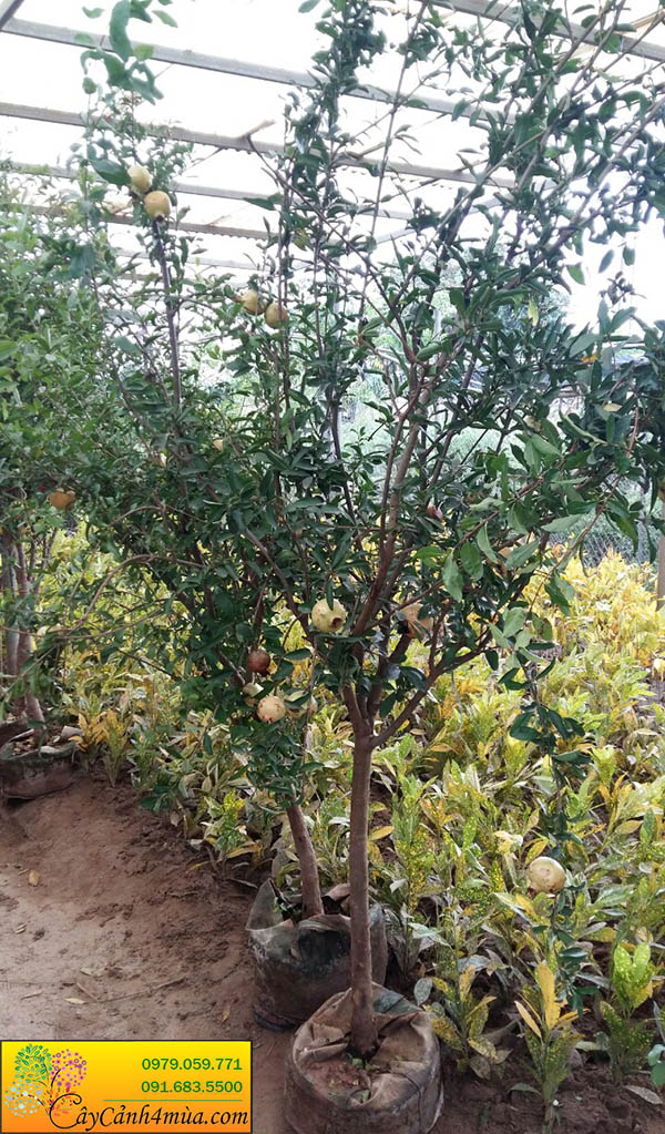 Cây lựu cho quả ngọt