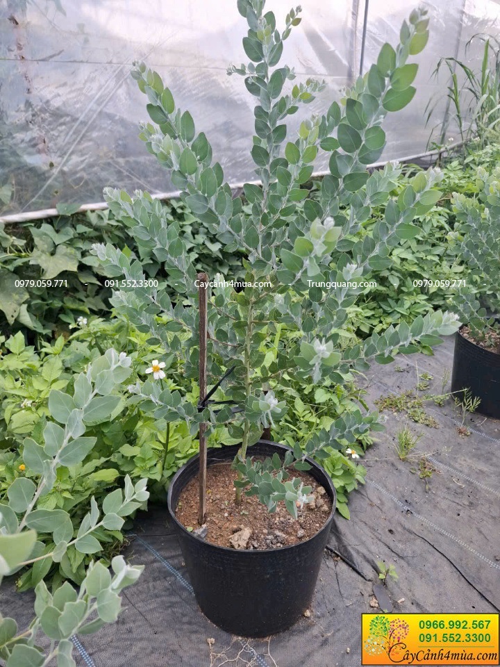 mimosa cây giống