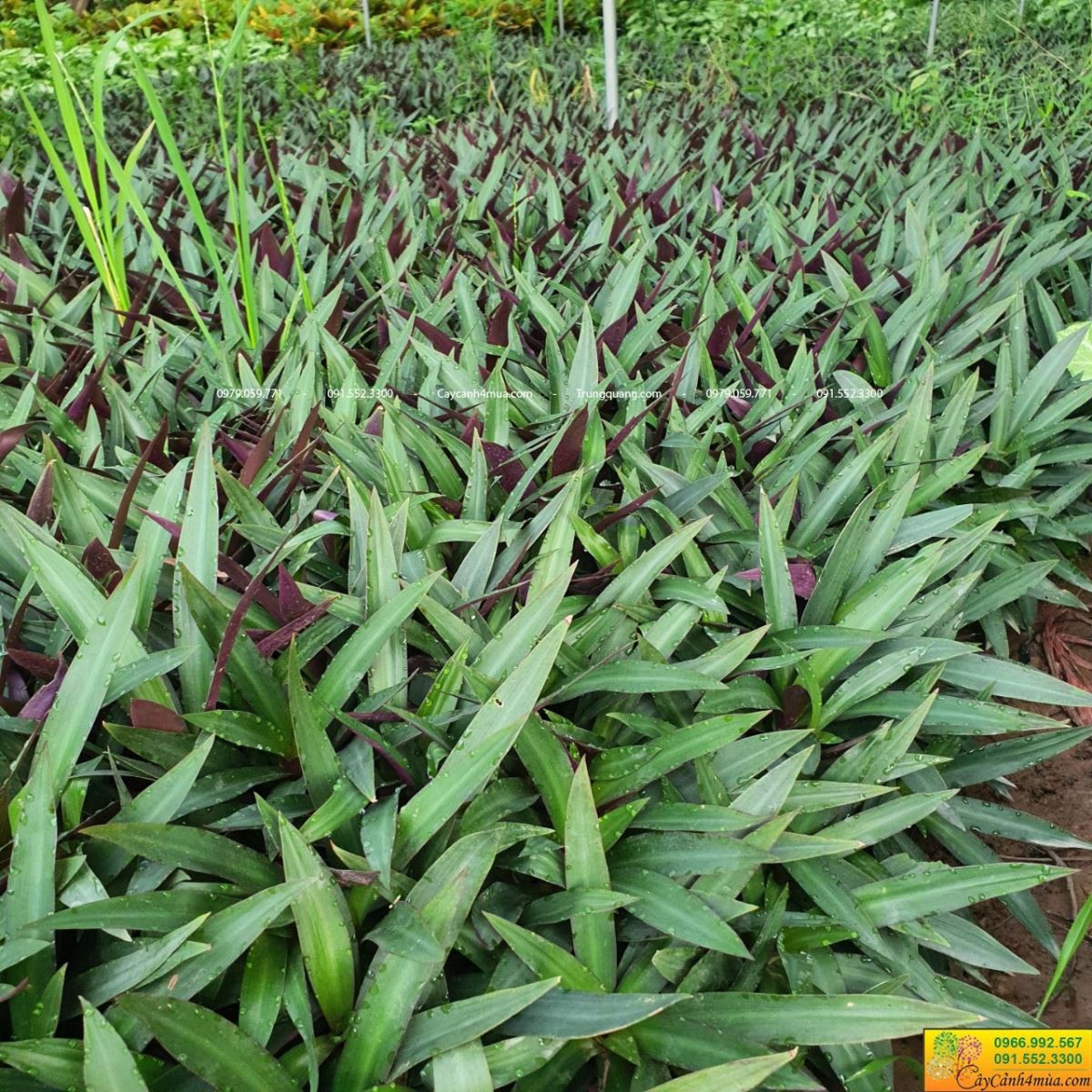 cây ngọc trai